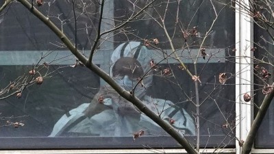 করোনাভাইরাস সম্ভবত প্রাণী থেকেই মানুষের শরীরে এসেছে: বিশ্ব স্বাস্থ্য সংস্থা