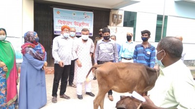 শিবগঞ্জে নৃ-গোষ্টির সাঁওতাল পরিবারের মাঝে সংকর জাতের বকনা গরু ও দানাদার খাদ্য বিতরণ