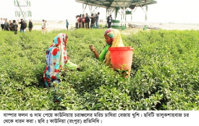 ১৩৫ হেক্টর জমিতে মরিচ চাষ, দাম পেয়ে বেজায় খুশি কাউনিয়ায় চরাঞ্চলের কৃষক