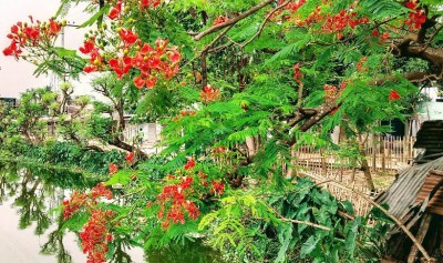 আদমদীঘিতে প্রকৃতি প্রেমিদের হাতছানি দিচ্ছে বর্ণিল কৃষ্ণচূড়া