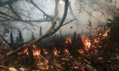 সুন্দরবনে আগুন জ্বলছে