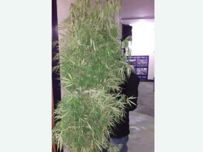 গাবতলীতে সাড়ে ৬ ফুট গাঁজার গাছ উদ্ধার, একজন গ্রেফতার