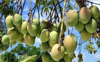 এবার আম ভাঙা শুরু ১৫ মে এবার আম ভাঙা শুরু ১৫ মে