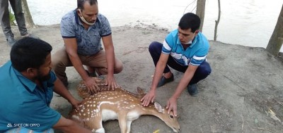 নোয়াখালীর নিঝুম দ্বীপ থেকে ভেসে আসা ২ হরিণ লোকালয়ে উদ্ধার নোয়াখালীর নিঝুম দ্বীপ থেকে ভেসে আসা ২ হরিণ লোকালয়ে উদ্ধার