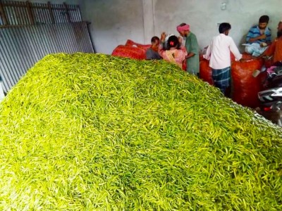শিবগঞ্জে কাঁচা মরিচ নিয়ে বিপাকে কৃষক, প্রতি কেজি ৫ টাকা শিবগঞ্জে কাঁচা মরিচ নিয়ে বিপাকে কৃষক, প্রতি কেজি ৫ টাকা
