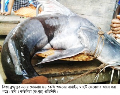 কাউনিয়ায় ৪৪ কেজি বাগাইড় মাছ ৩০ হাজার টাকা বিক্রি