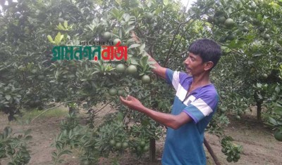 মালটা চাষে ভাগ্যর পরিবর্তন ঘটিয়েছে কৃষক শহিদ