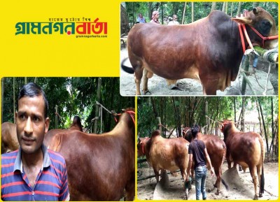 মাদারীপুরে এবারে কুরবানীর হাট মাতাবে লালা বাবু মাদারীপুরে এবারে কুরবানীর হাট মাতাবে লালা বাবু