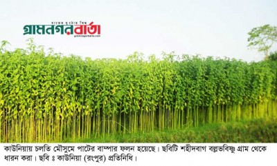 কাউনিয়ায় পাটের বাম্পার ফলনে কৃষকের মুখে হাসি কাউনিয়ায় পাটের বাম্পার ফলনে কৃষকের মুখে হাসি
