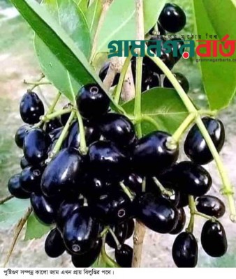 আদমদীঘিতে হারিয়ে যাচ্ছে ফলদ ও ভেষজ গুণ সম্পন্ন কালো জাম আদমদীঘিতে হারিয়ে যাচ্ছে ফলদ ও ভেষজ গুণ সম্পন্ন কালো জাম