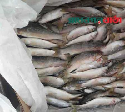 বাগেরহাট কেবি বাজারে বিক্রি হচ্ছে ওমান-চীনের হিমায়িত মাছ