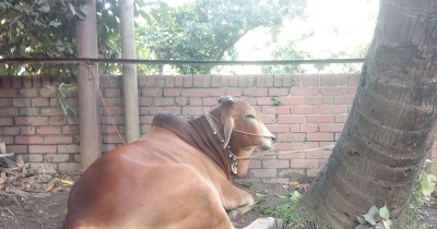 ঈদুল আযহায় বাগেরহাটে অনলাইন পশু ক্রয় বিক্রয়ের উদ্যোগ ঈদুল আযহায় বাগেরহাটে অনলাইন পশু ক্রয় বিক্রয়ের উদ্যোগ