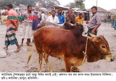 কাউনিয়ায় পশুর হাটে স্বাস্থ্য বিধির বালাই নেই, হামার গুলার করোনা হবার নয় কাউনিয়ায় পশুর হাটে স্বাস্থ্য বিধির বালাই নেই, হামার গুলার করোনা হবার নয়
