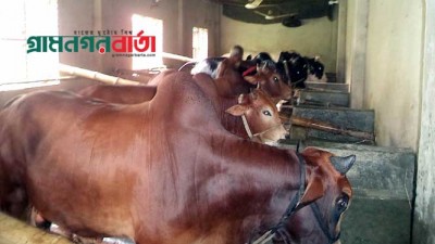 নন্দীগ্রামে কোরবানির পশু বিক্রয় নিয়ে দুঃশ্চিন্তায় খামারি ও কৃষকরা নন্দীগ্রামে কোরবানির পশু বিক্রয় নিয়ে দুঃশ্চিন্তায় খামারি ও কৃষকরা
