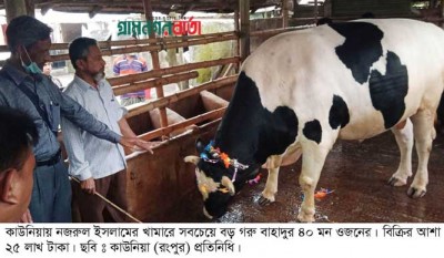ক্রেতা না আসায় ৪০ মণ বাহাদুর কে নিয়ে বিপাকে কাউনিয়ায় খামারী নজরুল ক্রেতা না আসায় ৪০ মণ বাহাদুর কে নিয়ে বিপাকে কাউনিয়ায় খামারী নজরুল