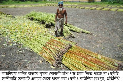কাউনিয়ায় সোনালী আঁশ পাট জাক দিতে পাচ্ছে না কৃষক 