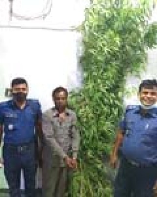 শিবগঞ্জে ৭ কেজি গাঁজার গাছ সহ একজন আটক শিবগঞ্জে ৭ কেজি গাঁজার গাছ সহ একজন আটক