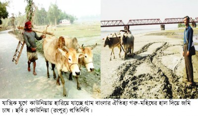 কাউনিয়ায় হারিয়ে যাচ্ছে শ্বাশত গ্রাম বাংলায় গরু মহিষের লাঙ্গল দিয়ে জমি চাষ