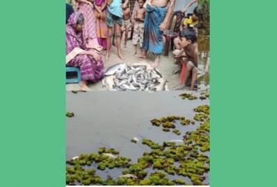 মাছ-ফলজ গাছের সঙ্গে এ কেমন শত্রুতা!