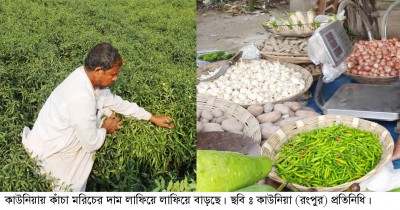 কাউনিয়ায় লাফিয়ে লাফিয়ে বাড়ছে কাঁচা মরিচের দাম