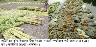 কৃষি বিভাগের উদাসিনতায় কাউনিয়ায় সনাতন পদ্ধতিতে পাট জাগ