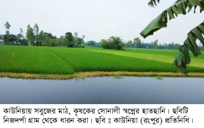 কাউনিয়ায় আমন চাষে সাফল্যের হাতছানি