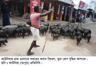 কাউনিয়ায় প্রাণী সম্পদ বিভাগের উদাসিনতা খুরা রোগ বৃদ্ধির শংকা