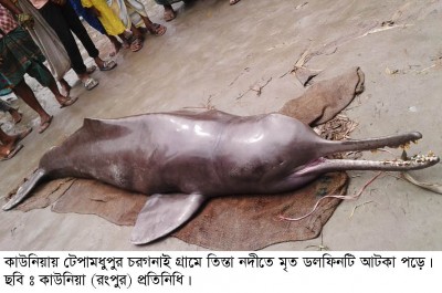 তিস্তা নদীর চরে বঙ্গোপসাগরের মৃত ডলফিন উদ্ধার!