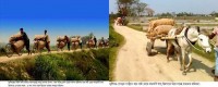 মুন্সীগঞ্জে সাইকেলে ও ঘোড়ার গাড়ীতে আলুর বস্তা হিমাগারে নিতে ব্যস্ত শ্রমিকরা মুন্সীগঞ্জে সাইকেলে ও ঘোড়ার গাড়ীতে আলুর বস্তা হিমাগারে নিতে ব্যস্ত শ্রমিকরা