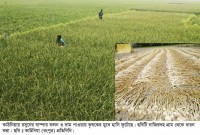 কাউনিয়ায় রসুনের বাম্পার ফলন, কৃষকের মুখে হাসি