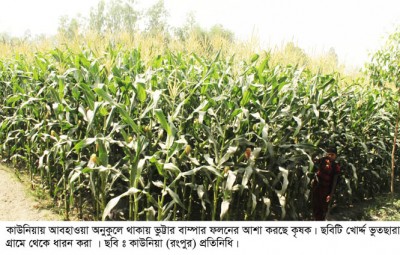 কাউনিয়ায় ১শ’ হেক্টর বেশী জমিতে ভুট্টা চাষ, বাম্পার ফলনের আশা কৃষকের