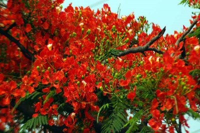 আগামী একটা বসন্তের জন্যে আগামী একটা বসন্তের জন্যে