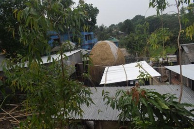 সিরাজদিখান ইছাপুরায় ডেইরী খামারের দুর্গন্ধে অতিষ্ঠ এলাকার মানুষ