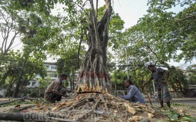 সোহরাওয়ার্দী উদ্যানে গাছকাটা নিয়ে আদালত অবমাননা মামলার আবেদন