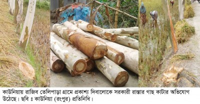 কাউনিয়ায় রাস্তার গাছ কাটার অভিযোগ