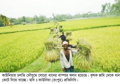 কাউনিয়ায় কৃষকের মুখে হাসি, উৎপাদন লক্ষ্য মাত্রা ৪৭ হাজার মেঃটন চাল