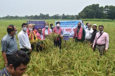সিরাজদিখান উন্নত জাতের ব্রি ধান-৬৭,৮৮ বীজের মাঠ দিবস ও শস্য কর্তন