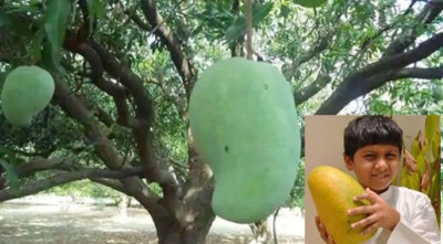 ‘নূরজাহান আম’, একটার দাম ১০০০ টাকা! ‘নূরজাহান আম’, একটার দাম ১০০০ টাকা!