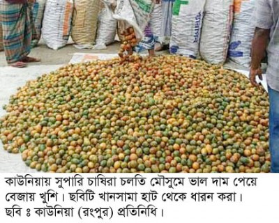 কাউনিয়ায় চলতি মৌসুমে সুপারি চাষীরা দাম পেয়ে বেজায় খুশী