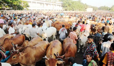 কোরবানির পশুর হাট ব্যবস্থাপনায় কিছু নির্দেশনা মানতে হবে কোরবানির পশুর হাট ব্যবস্থাপনায় কিছু নির্দেশনা মানতে হবে