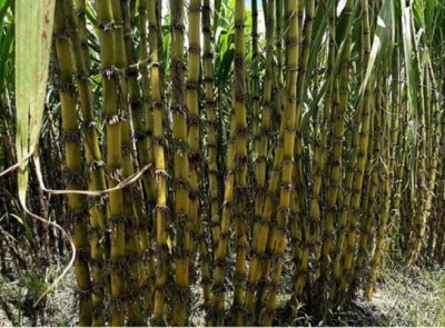 বাগেরহাটে আখ চাষে ঝুঁকছেন বলেশ্বর পাড়ের চাষিরা