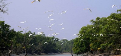 চারমাস ধরে সুনসান সুন্দরবন, সংকটে ট্যুর কর্মীরা