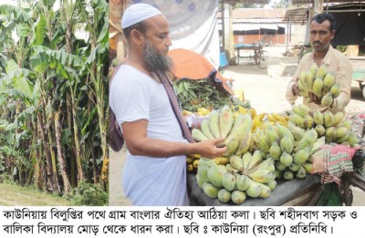 কাউনিয়ায় গ্রাম বাংলার ঐতিহ্য আঠিয়া কলা বিলুপ্তির পথে