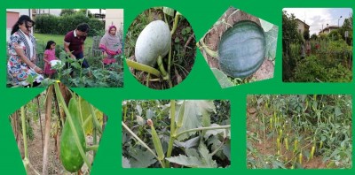 ইতালিতে বাংলাদেশী সবজি চাষ করে সফল ইসমাইল মিয়া ইতালিতে বাংলাদেশী সবজি চাষ করে সফল ইসমাইল মিয়া