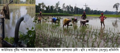 কাউনিয়ায় বৃষ্টির অভাবে আমন চার্ষীরা বিপাকে