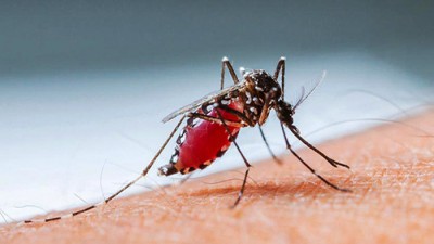 দেশে আবারও বাড়ল ডেঙ্গু রোগী দেশে আবারও বাড়ল ডেঙ্গু রোগী