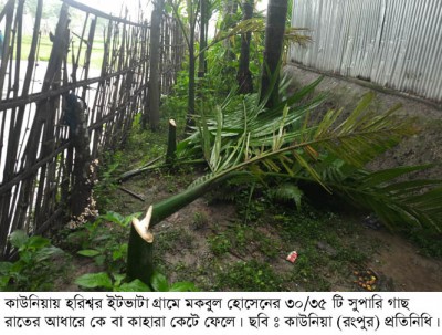 কাউনিয়ায় হরিশ্বর গ্রামে মকবুল কুলির গাছের সাথে শত্রুতা