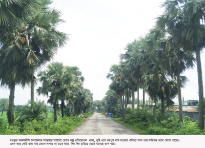 গ্রাম বাংলার ঐতিহ্য ও চিরচেনা তালগাছ এখন বিলুপ্তির পথে