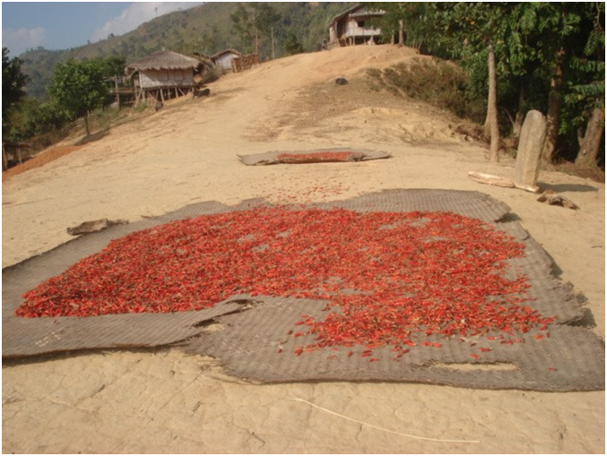 জাদিপাই পাড়ায় রোদে শুকানো শুকনো মরিচ