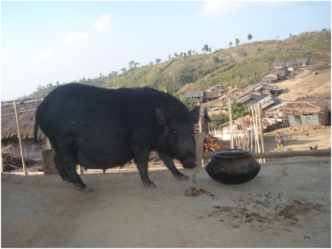 জাদিপাই পাড়ার গৃহপালিত শুকর